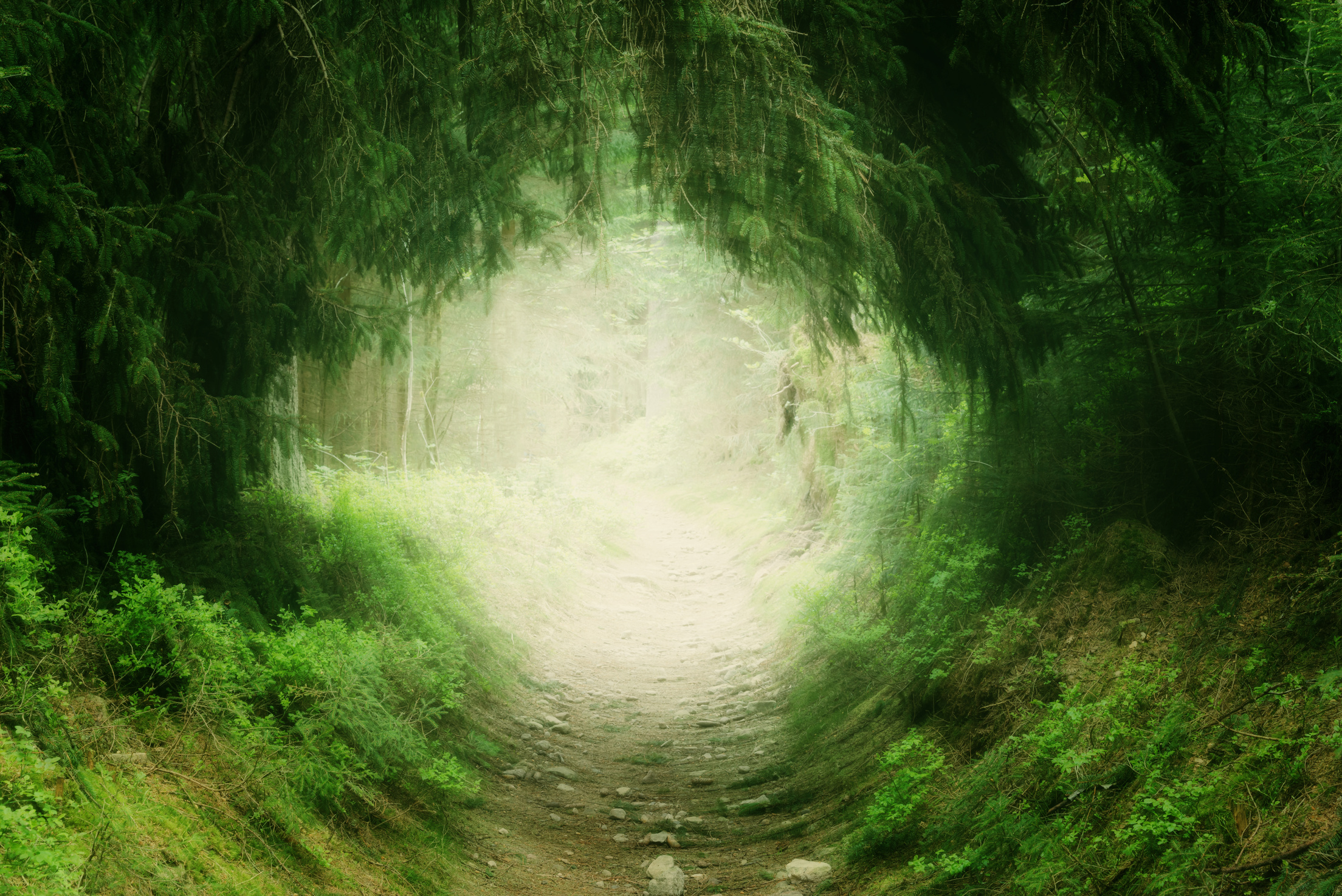 Magical path in summer